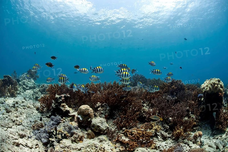 Scissortail Sergeants (Abudefduf sexfasciatus) in the coral reef off Menjangan