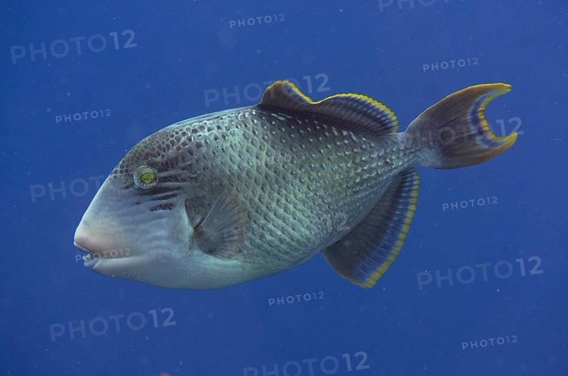 Yellowmargin Triggerfish (Pseudobalistes flavimarginatus)