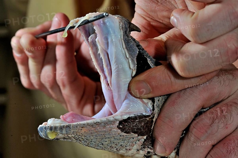 West african gaboon viper (Bitis rhinoceros)