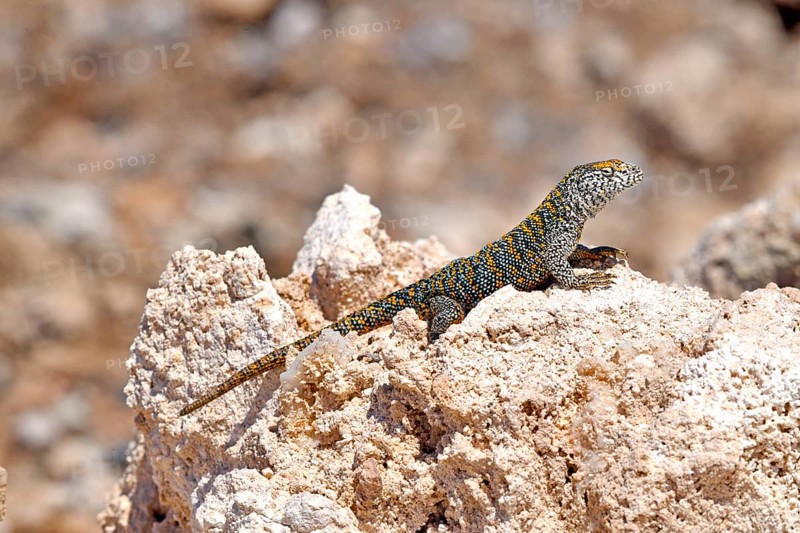 Fabian's lizard (Liolaemus fabiani)