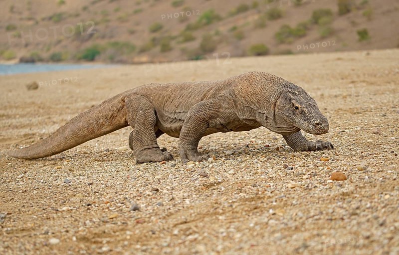 Komodo Dragon (Varanus komodoensis)