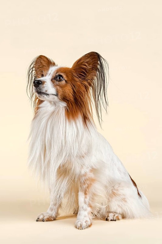 Papillon dog
