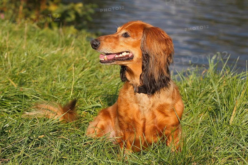 Long-haired dachshund