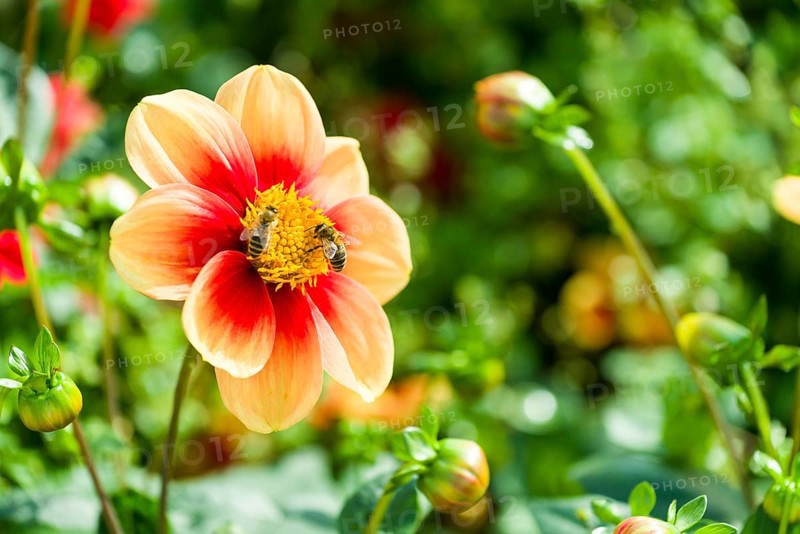 Two Honey Bees (Apis sp.) are collecting nectar on the blossom of a Dahlia 'Schloss Reinbeck'