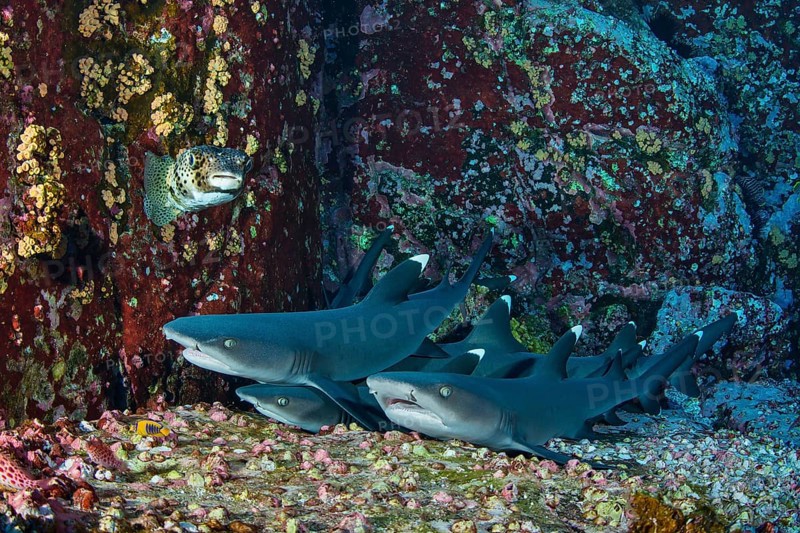 Whitetip Reef Sharks (Triaenodon obesus) at their resting place