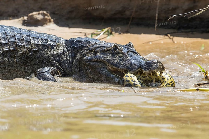 Paraguayan Caiman (Caiman yacare) adult