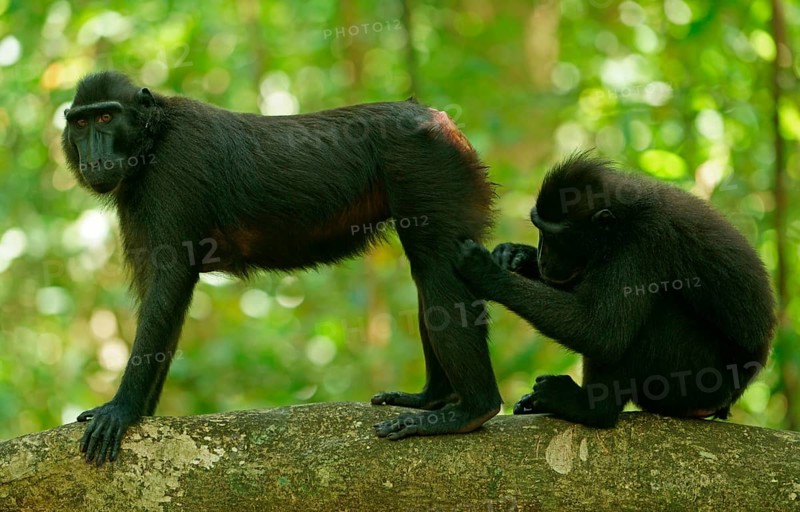 Two Celebes Crested Macaques (Macaca nigra)