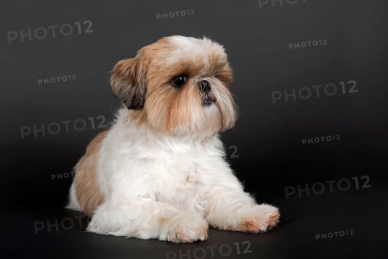 Shih Tzu