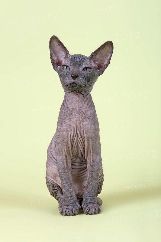 Don Sphynx kitten