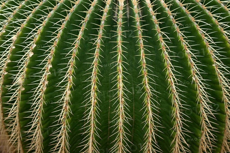 Golden Barrel Cactus (Echinocactus grusonii)