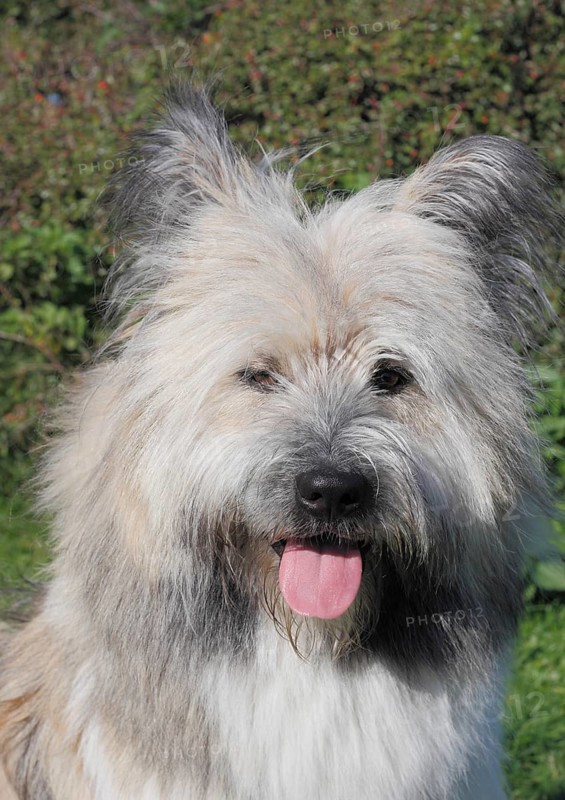 Great Elo dog
