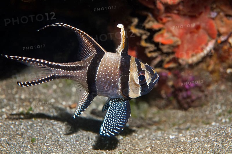 Banggai cardinalfish (Pterapogon kauderni)