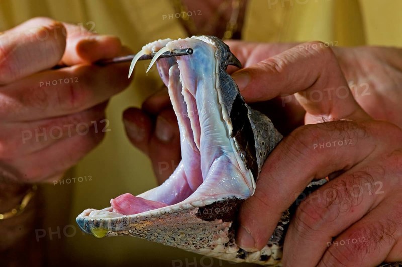 West african gaboon viper (Bitis rhinoceros)