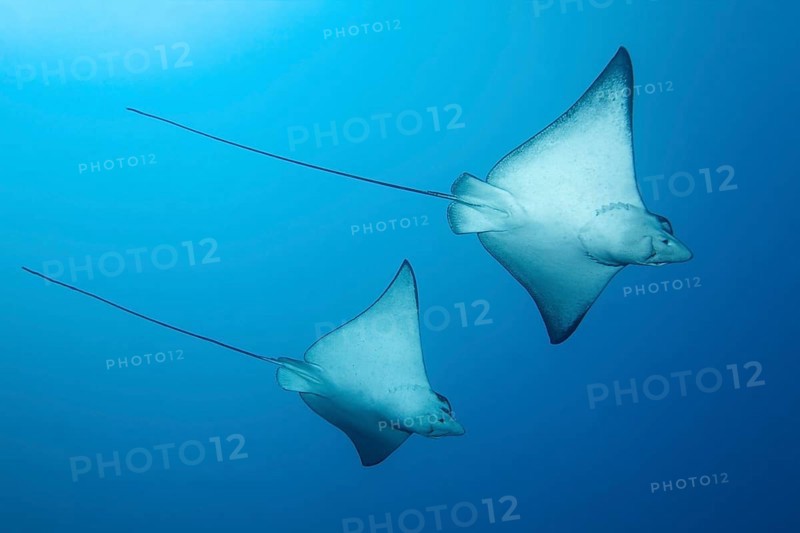 Two Spotted Eagle Rays (Aetobatus narinari)