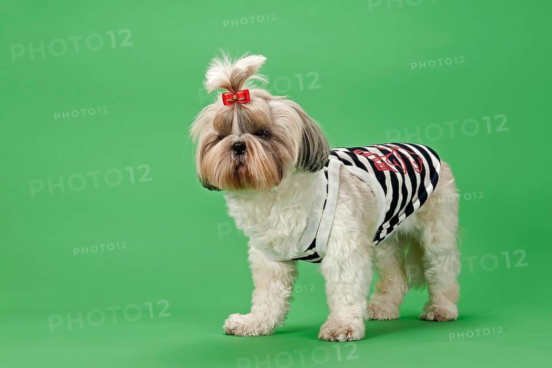 Shih Tzu dog
