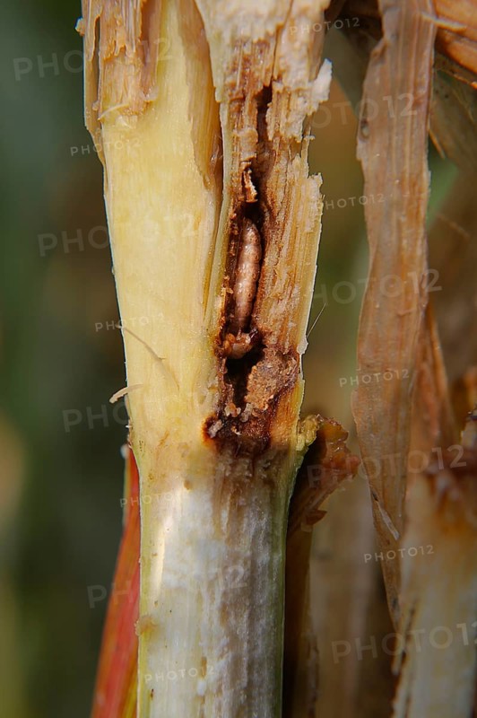 European Corn Worm or European Corn Borer (Ostrinia nubilalis) in a corn plant