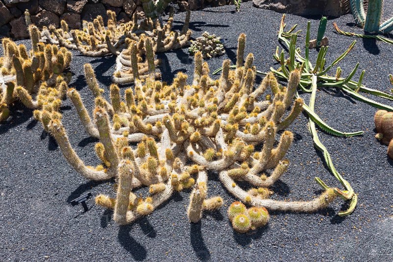 Candelilla cactus (Cleistocactus candelilla)