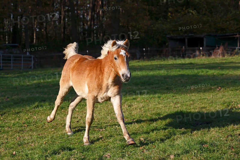 Haflinger horse