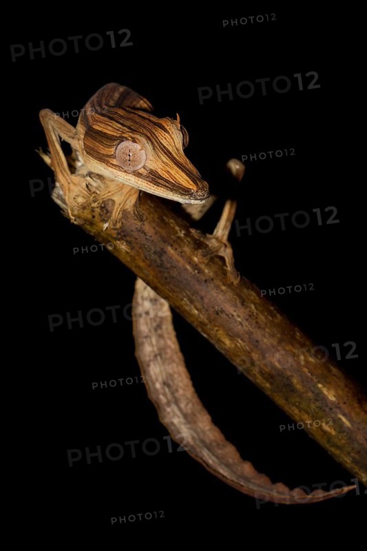 Lined Flat-tail Gecko (Uroplatus lineatus) in the rainforest of Marojejy