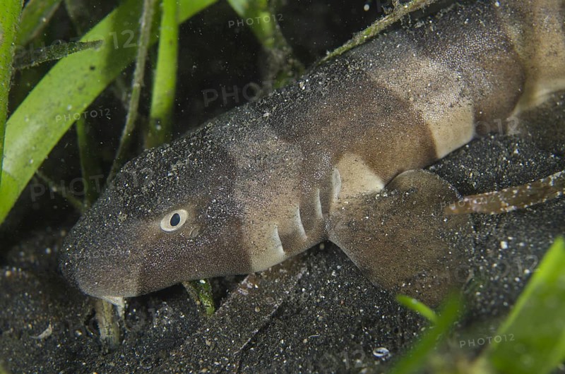 Brown-banded Bamboo Shark (Chiloscyllium punctatum)