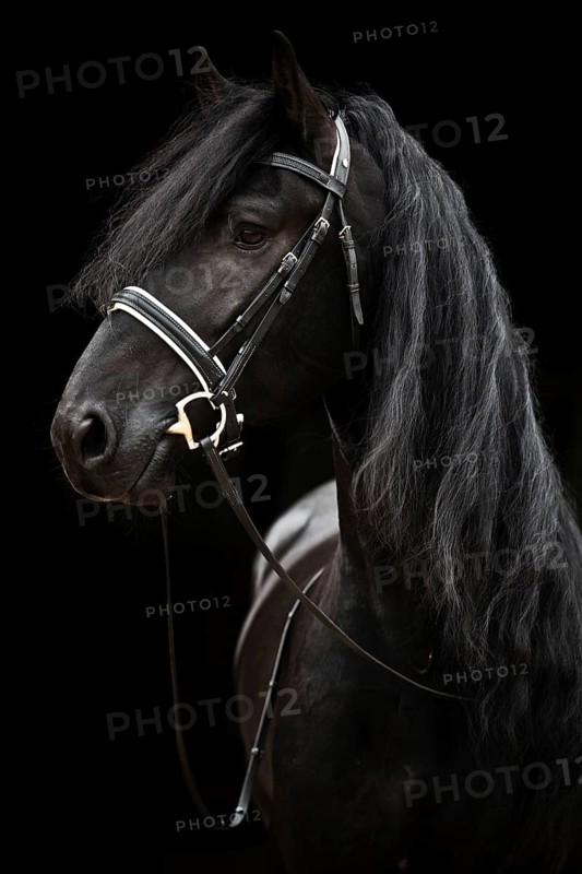 Black Friesian
