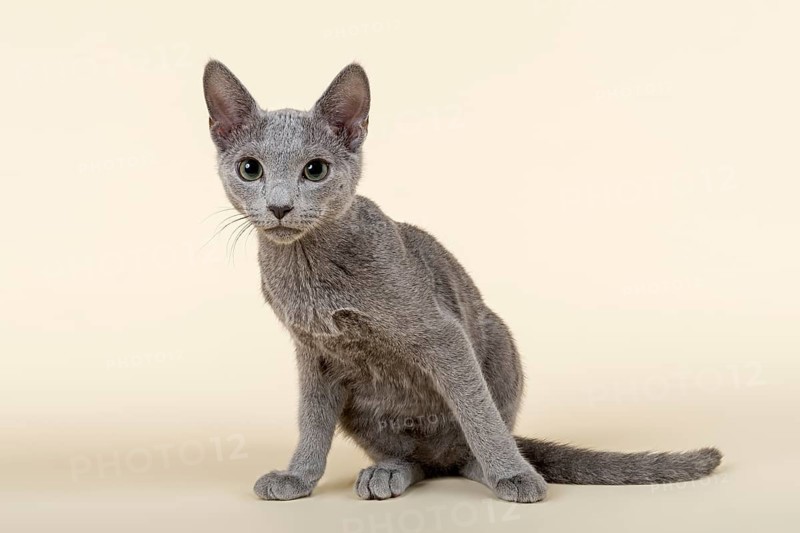 Russian Blue kitten