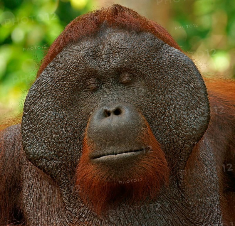 Bornean Orangutan (Pongo pygmaeus)