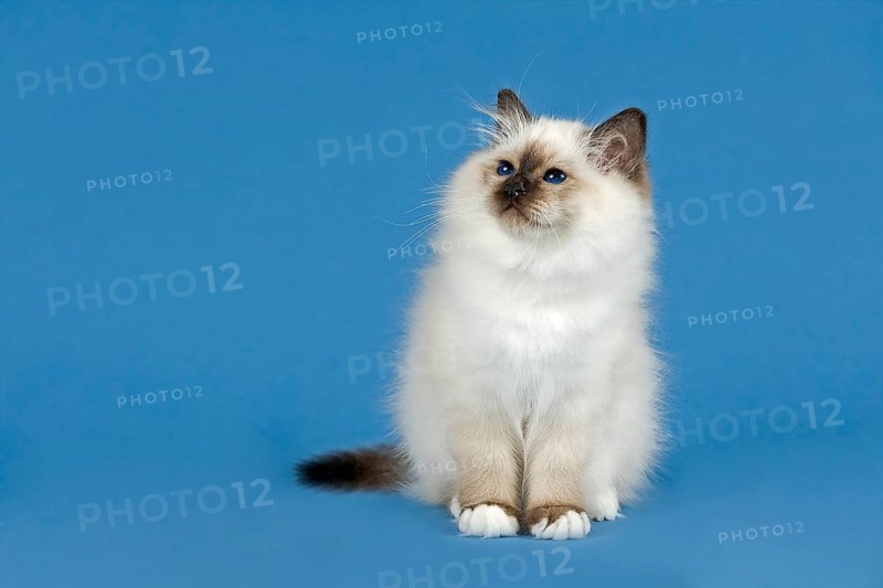 Birman Cat