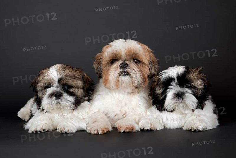 Shih Tzu puppies