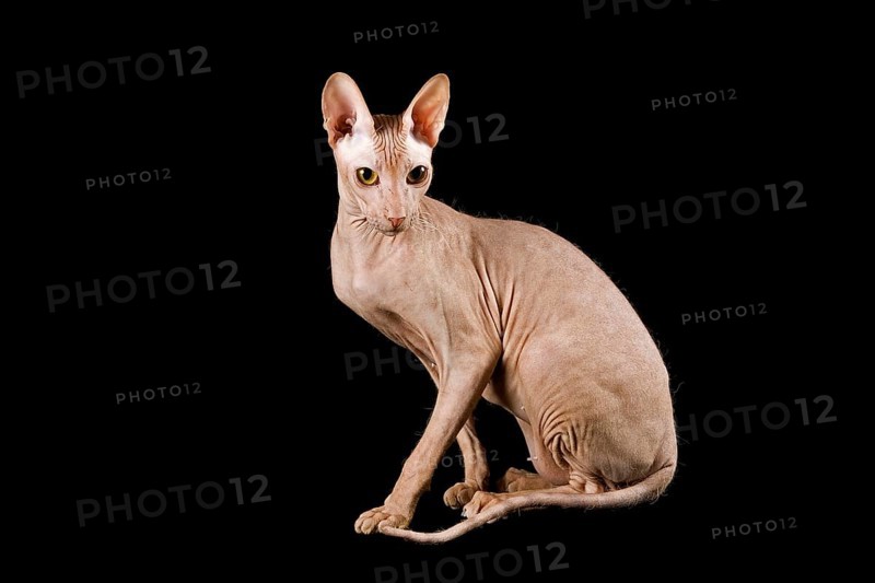 Peterbald cat
