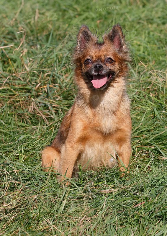 Chihuahua-Pomeranian mixed breed