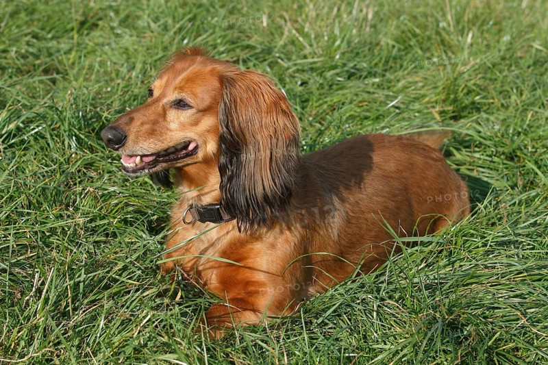 Long-haired dachshund