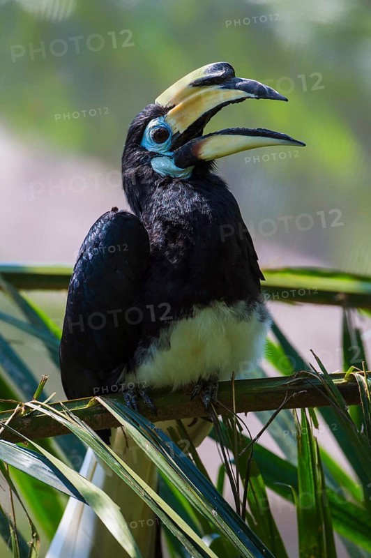 Southern Pied-Hornbill (Anthracoceros convexus)