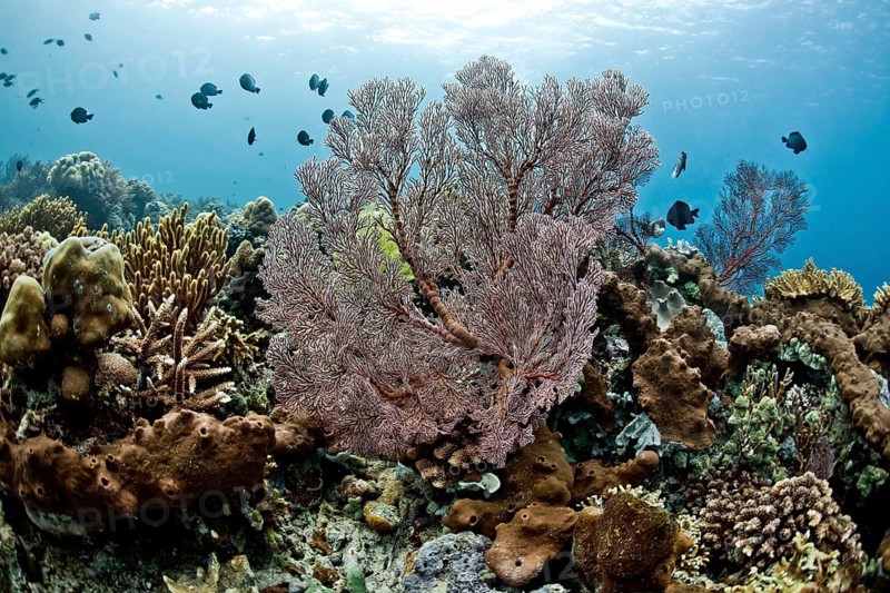 Damselfish (Chromis chromis) in the coral reef off Menjangan