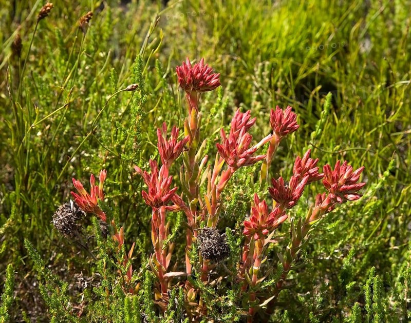 Crassula fascicularis succulent plant