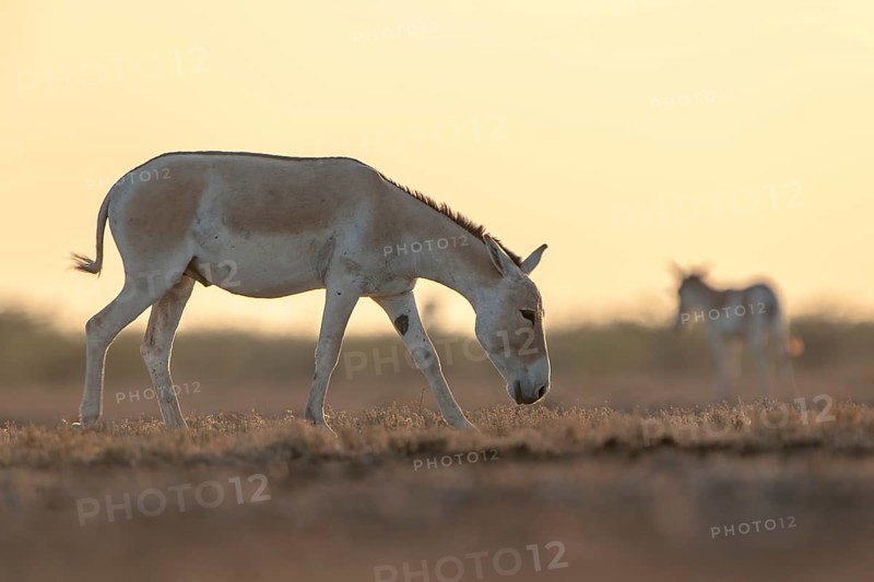 Onager or Asiatic wild ass (Equus hemionus)