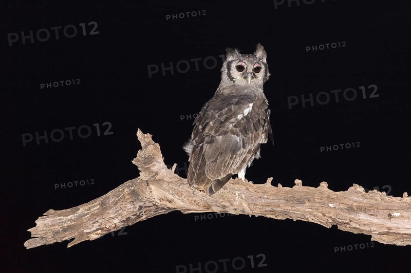 Verreaux's Eagle-owl (Bubo lacteus) adult