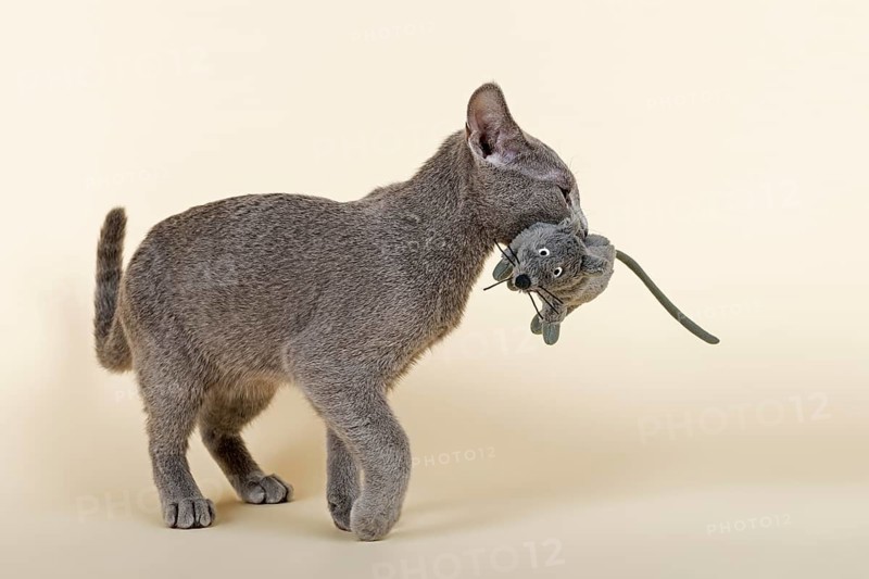 Russian Blue kitten