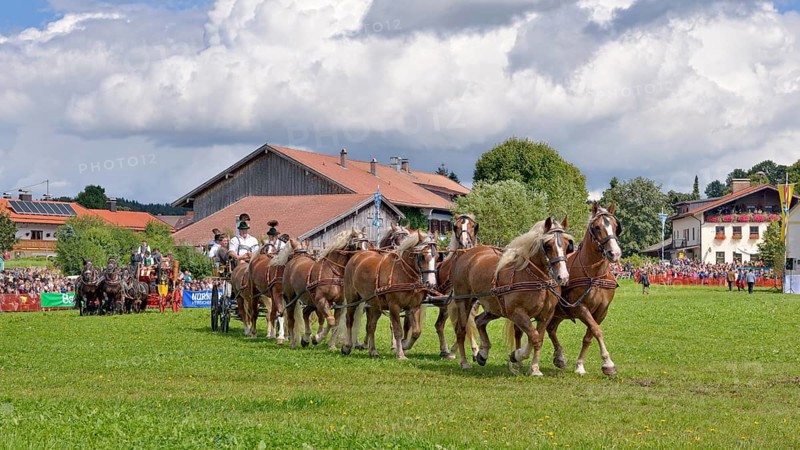 Ten-horse carriage with Black Forest chestnut-coloured horses from Ohlstadt and a ten-horse carriage with Noric horses from Abtenau in Salzburger Land