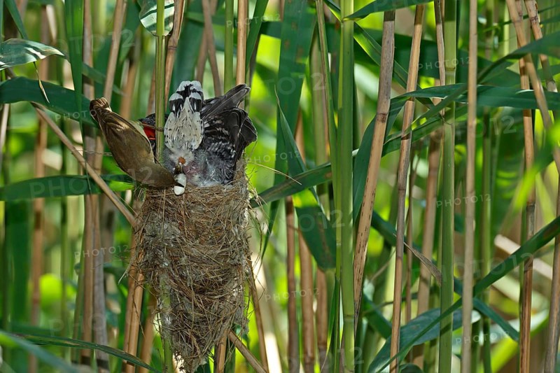 A Reed Warbler (Acrocephalus scirpaceus) takes excrement off a Cuckoo (Cuculus canorus)