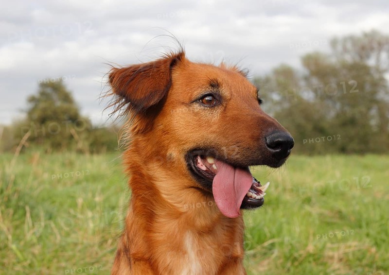 Collie Podenco mix