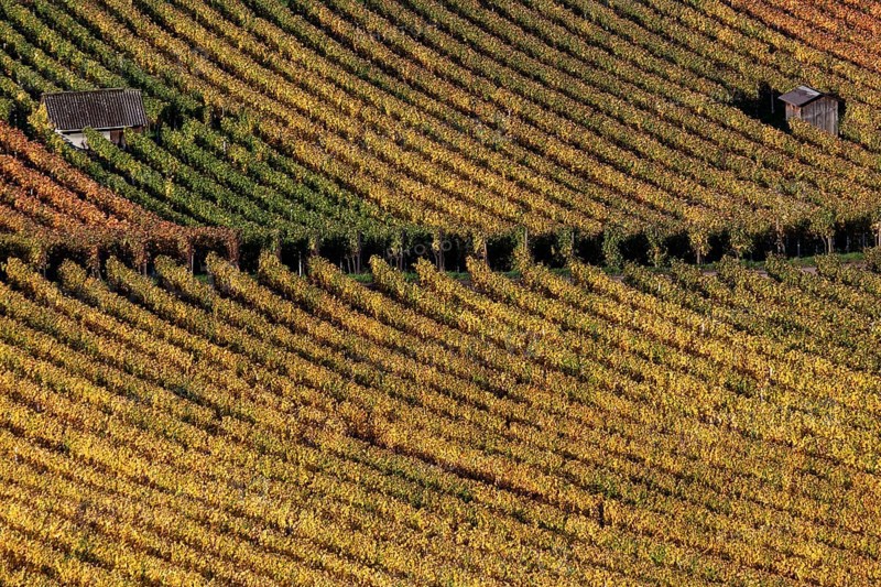 Vineyard in autumn colours