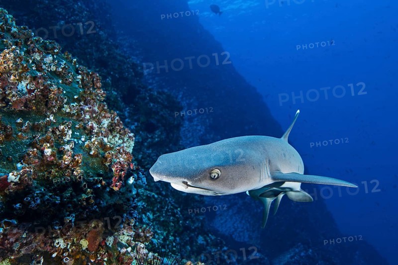 Whitetip Reef Shark (Triaenodon obesus)