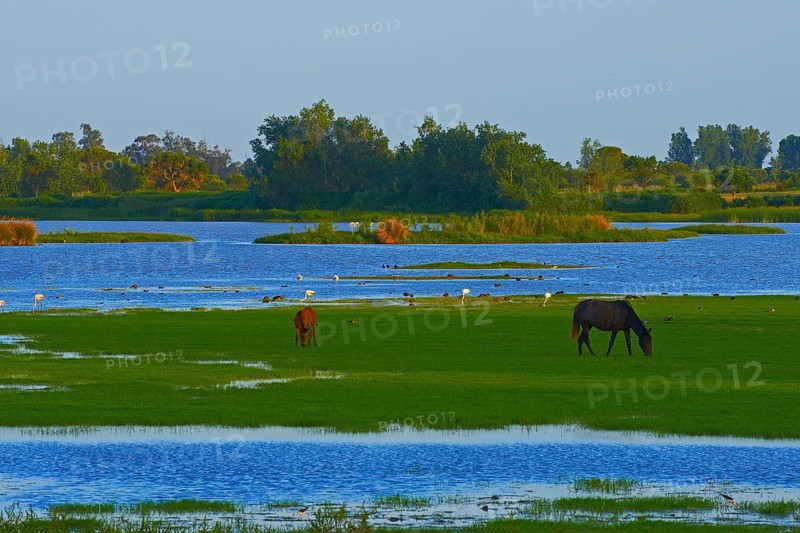 Grazing horses