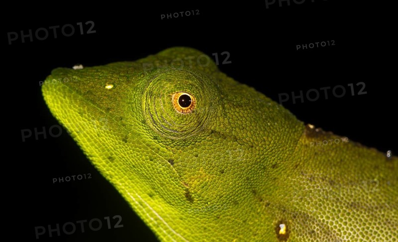 Marojejy Chameleon (Calumma marojezense) in the rainforest of Marojejy