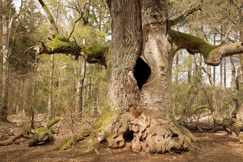 Old oak tree in the Urwald Sababurg primary forest