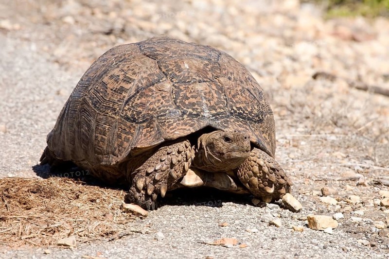 Leopard Tortoise (Stigmochelys pardalis)