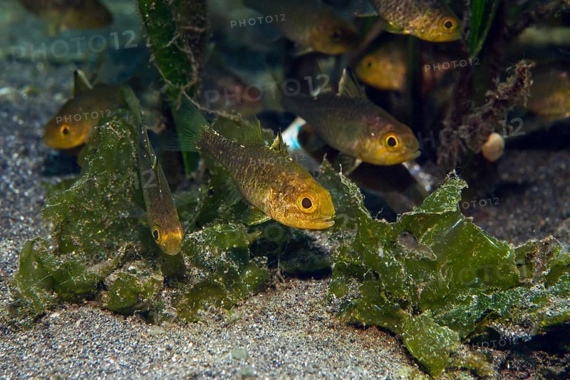 Flagfin Cardinalfish (Apogon hoeveni)