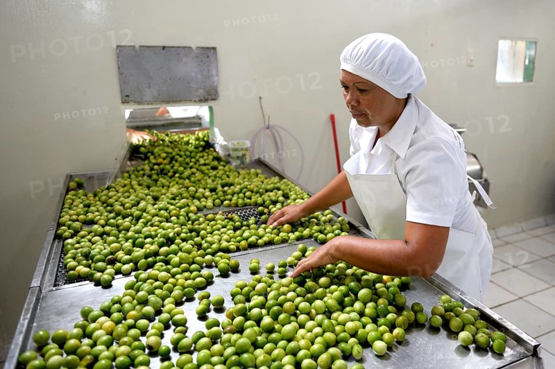 Umbu fruits (Spondias tuberosa) being processed to make jam