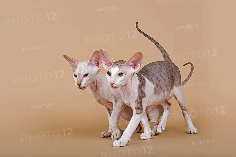 Oriental Shorthair kittens